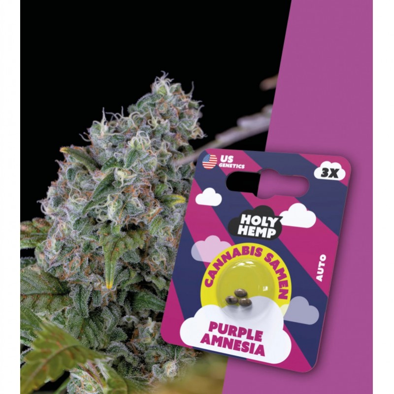 Holy Hemp Cannabissamen Purple Amnesia