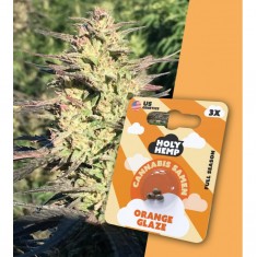 Holy Hemp Cannabissamen Orange Glaze