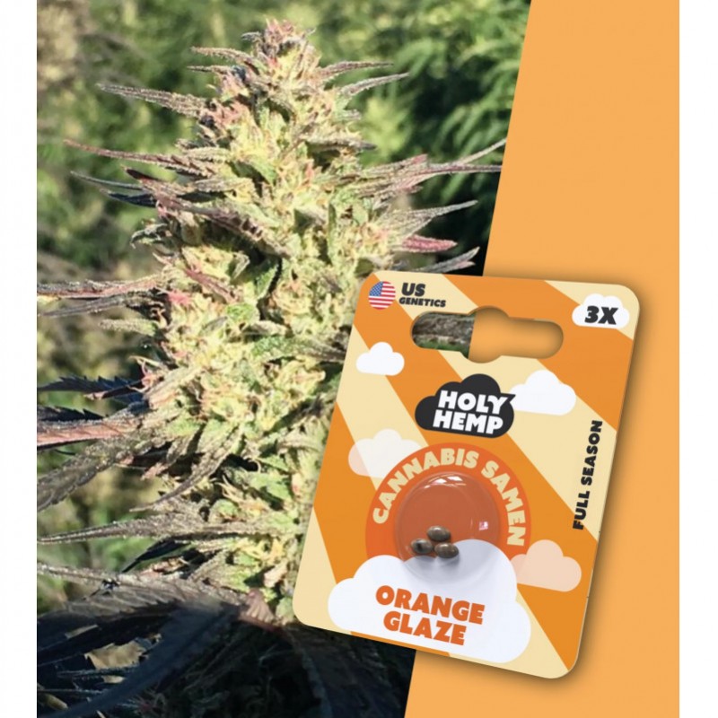 Holy Hemp Cannabissamen Orange Glaze