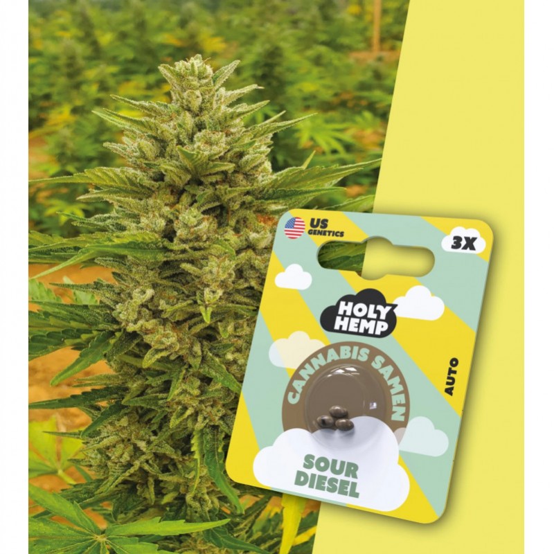 Holy Hemp Cannabissamen Sour Diesel