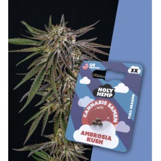 Holy Hemp Cannabissamen Ambrosia Kush