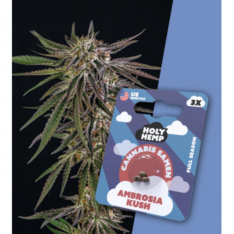 Holy Hemp Cannabissamen Ambrosia Kush