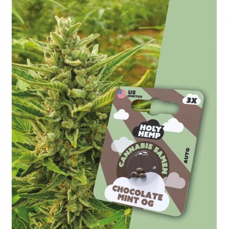 Holy Hemp Cannabissamen Chocolate Mint OG