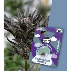 Holy Hemp Cannabissamen Forbidden Runtz
