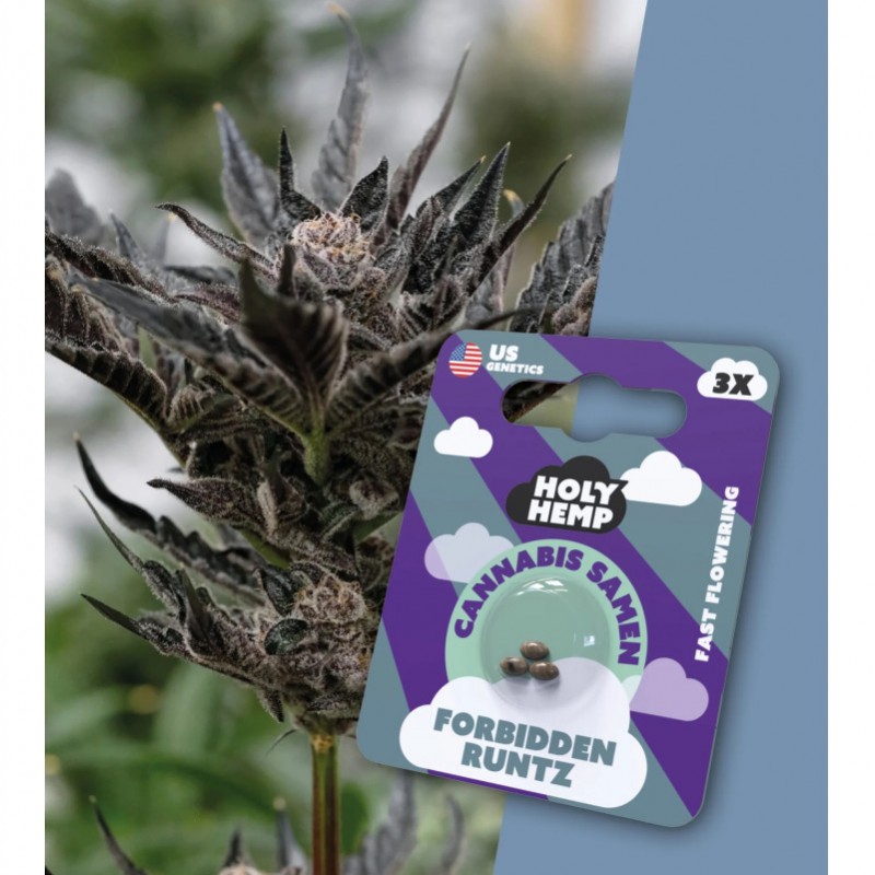 Holy Hemp Cannabissamen Forbidden Runtz