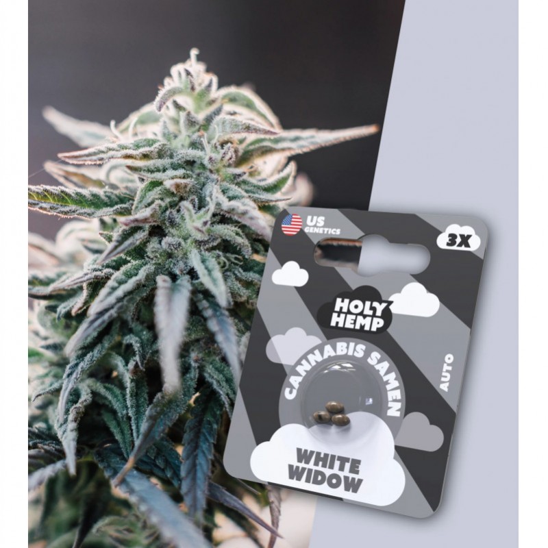 Holy Hemp Cannabissamen White Widow